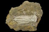 Fossil Crinoid (Scytalocrinus) - Crawfordsville, Indiana #118950-1